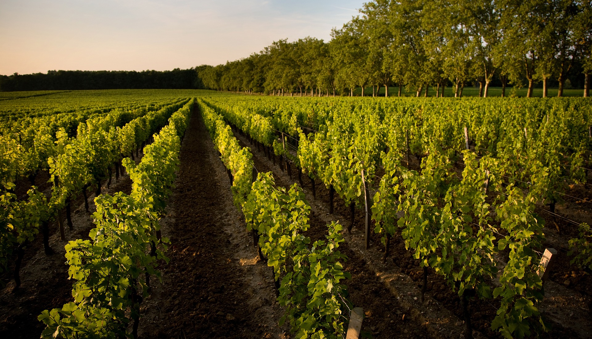 photo panoramique vue sur champ de vigne