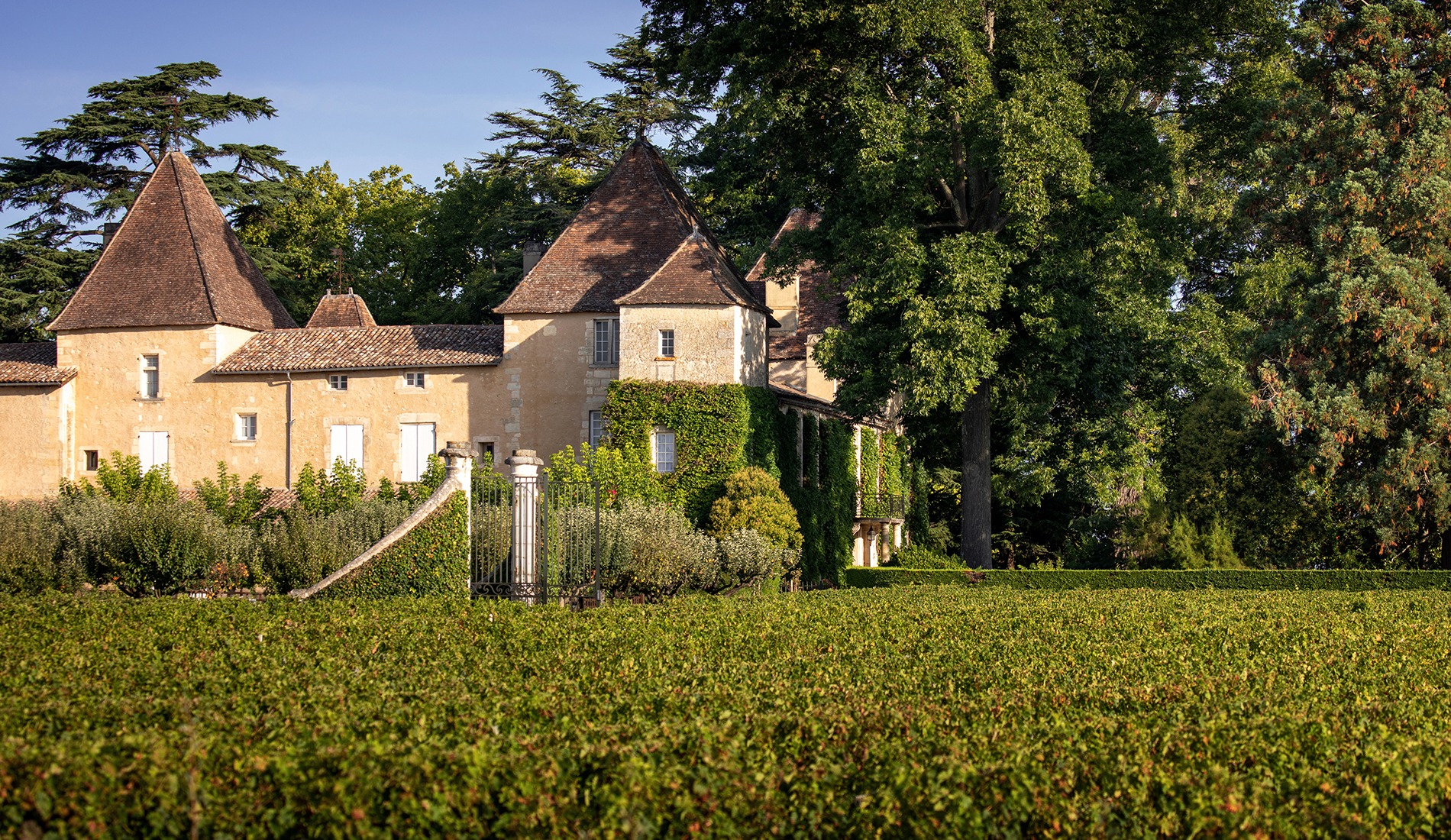 photo chateau et vignes