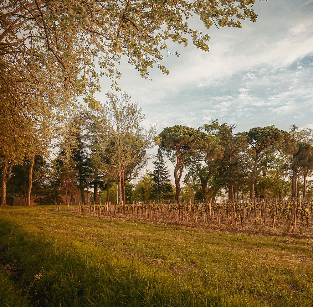 photo vigne et terroir
