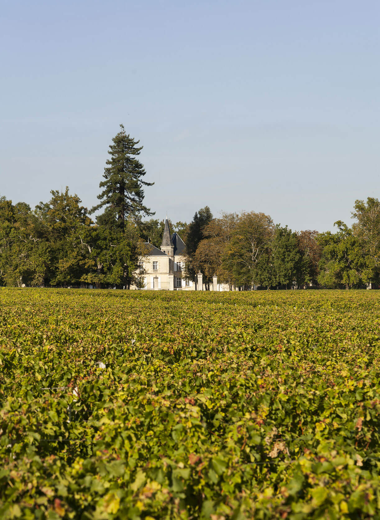Château Lynch-Moussas — photo 3