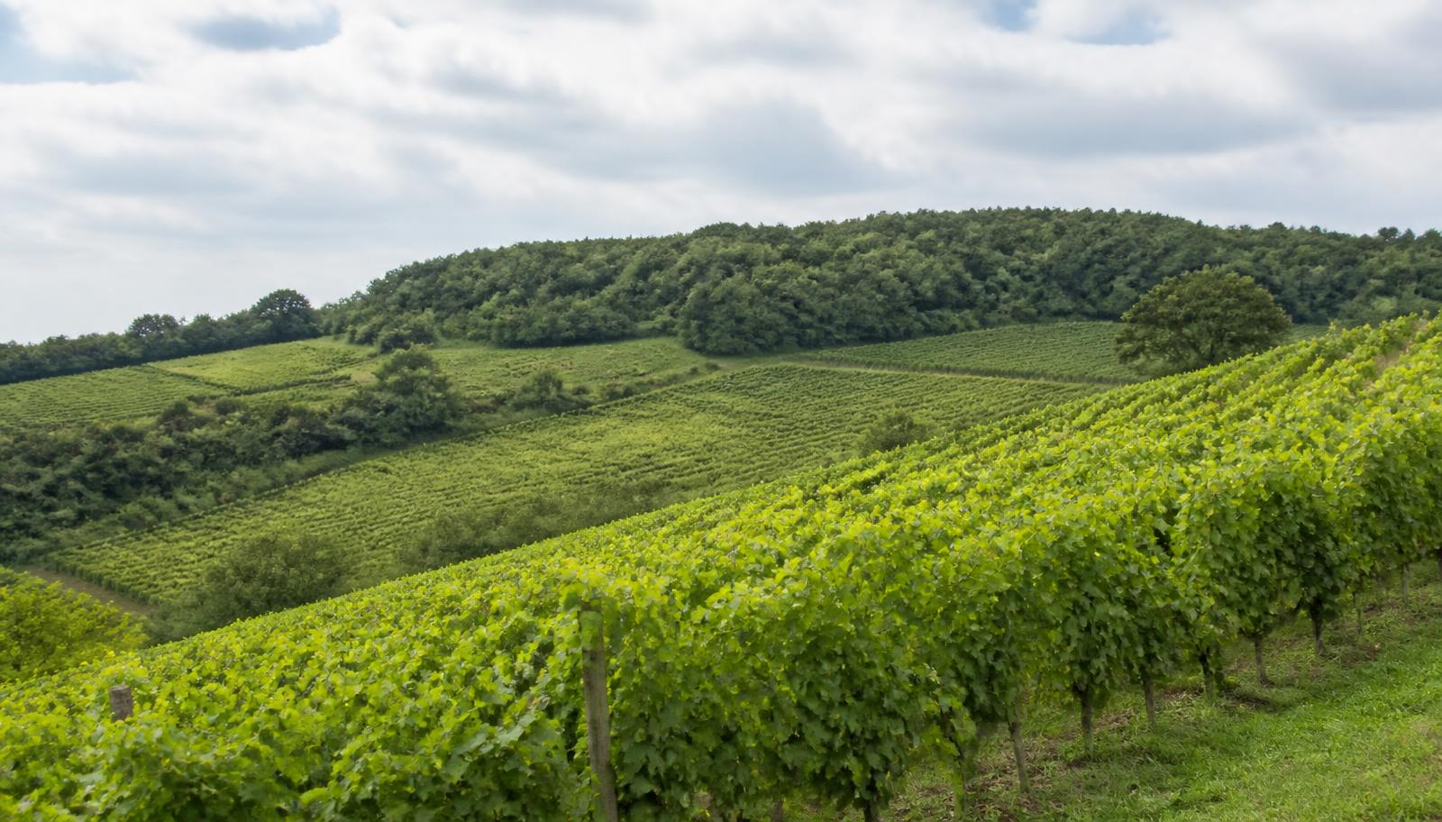 Château Saint Jacques Calon - Montagne-Saint-Émilion