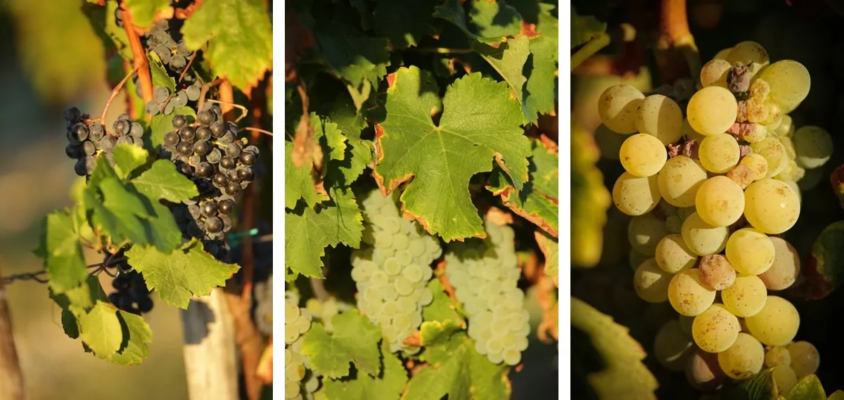 Vins de Graves