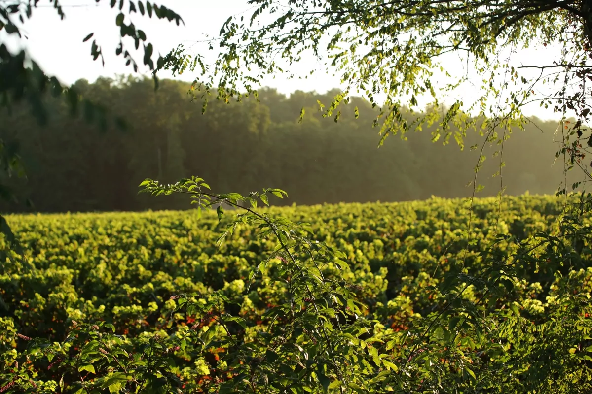 Cave de vins à Chateau Clare