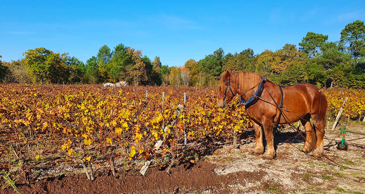 Château de Mauriet - Pessac-Léognan