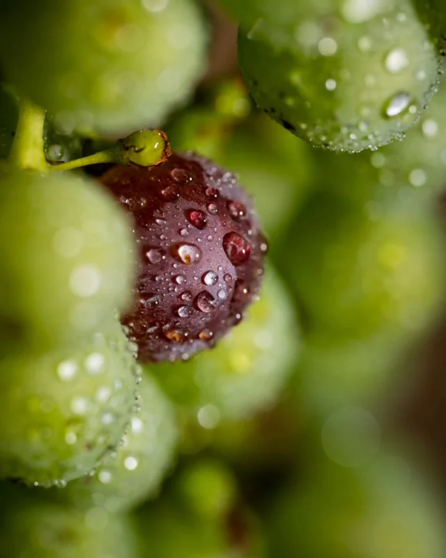 « Oublie que t'as aucune chance, vas-y, fonce ! On ne sait jamais, sur un malentendu, ça peut marcher. »  Visiblement, un grain de raisin a pris cette réplique au pied de la lettre. 😄  Au milieu de ses voisins encore bien verts, il a décidé de passer au violet avant tout le monde.  Les premières baies commencent à changer de couleur dans les vignes du Château Bel-Air La Royère : c’est la véraison !  Encore quelques jours de patience avant que toutes les grappes ne revêtent leur belle robe violette.  Et nous, on surveille ça de très près 👀  PS: on espère que vous avez la référence de la "citation" ?!  📷  @claude_clin_  #blayecotesdebordeaux #degustationdevin #oenotourisme #vinbio #vignoble