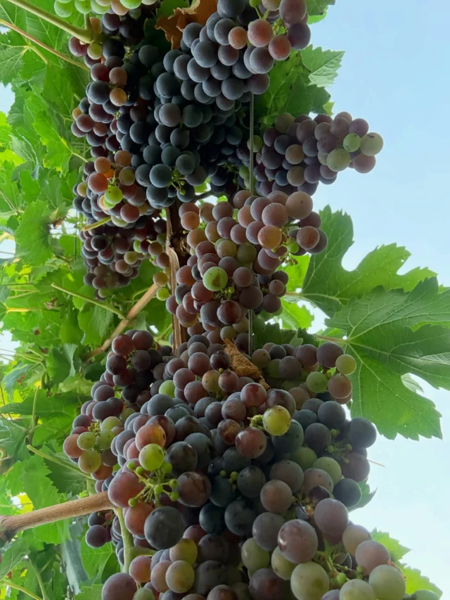 ROUGIR - MÛRIR 

Perspective de nos raisins qui mûrissent côté vigne. 🍇