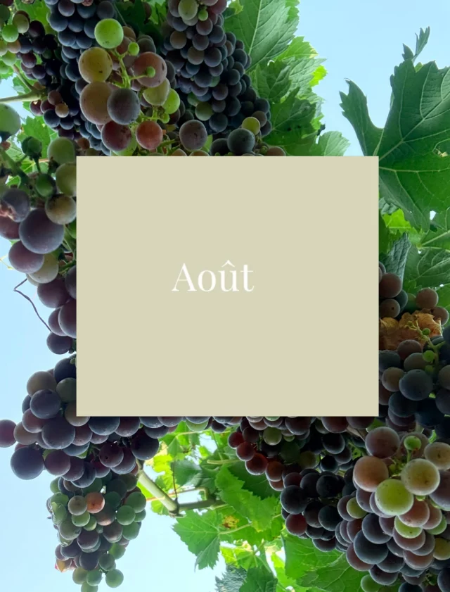 AOÛT - L’ÉTÉ - LES VACANCES  

Dernière ligne droite avant les vendanges. Murrisez bien vignes chéries. Pour nous ce mois rime avec Hollydays ; 🔆

#montagnesaintemilion #vinsdebordeaux #ChateauArbo