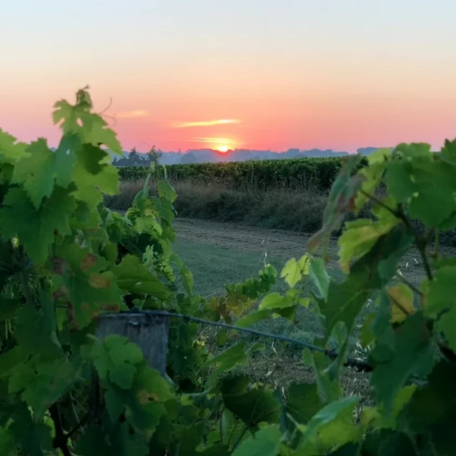 BONJOUR SOLEIL 

Côté vignes, notre terroir calcaire permet à nos vignes de mieux résister aux fortes chaleurs qui s’installent depuis plus d’un mois.

La véraison est en cours : les raisins changent progressivement de couleur, se parant peu à peu de leur plus beau violet. Ils poursuivront ensuite leur maturation pour atteindre, d’ici environ 45 jours, leur maturité optimale. 
Le graal étant : 🍇

#montagnesaintemilion #chateauarbo #vinsdebordeaux #vignes