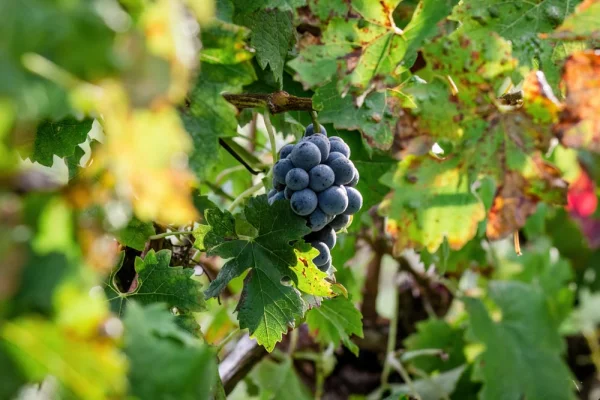 Vins appellation : Graves