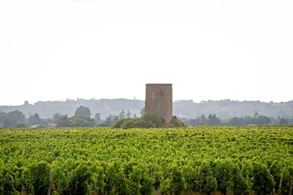 Vins appellation : Cérons