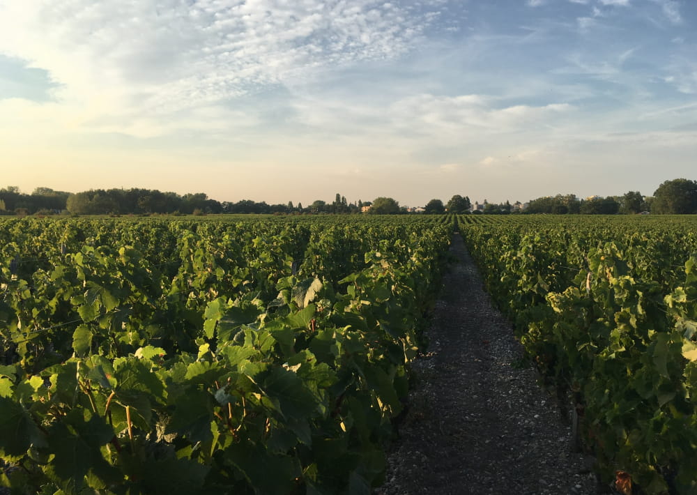 Château Luchey-Halde — photo 11