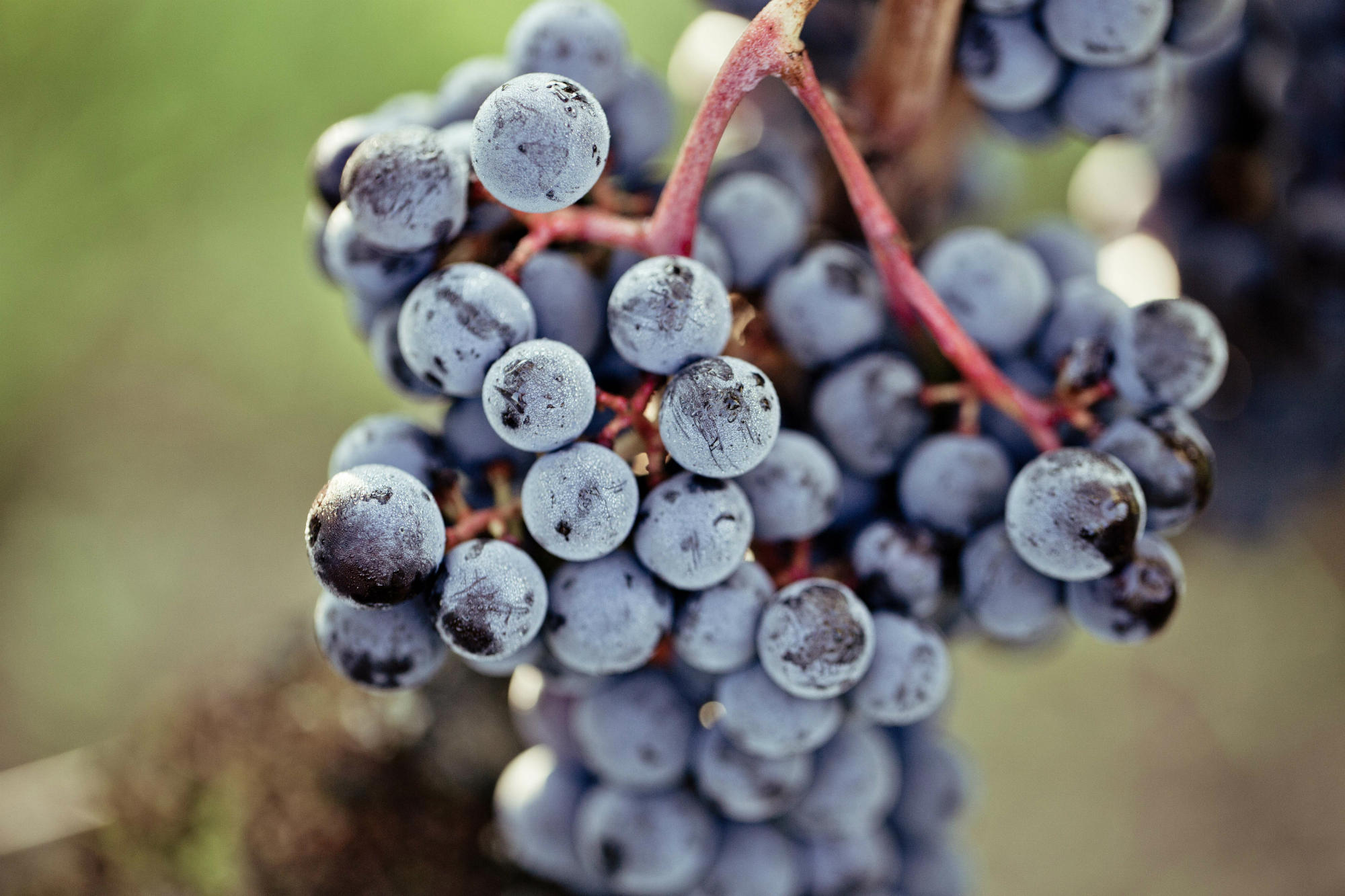 Clos Fourtet — photo 3