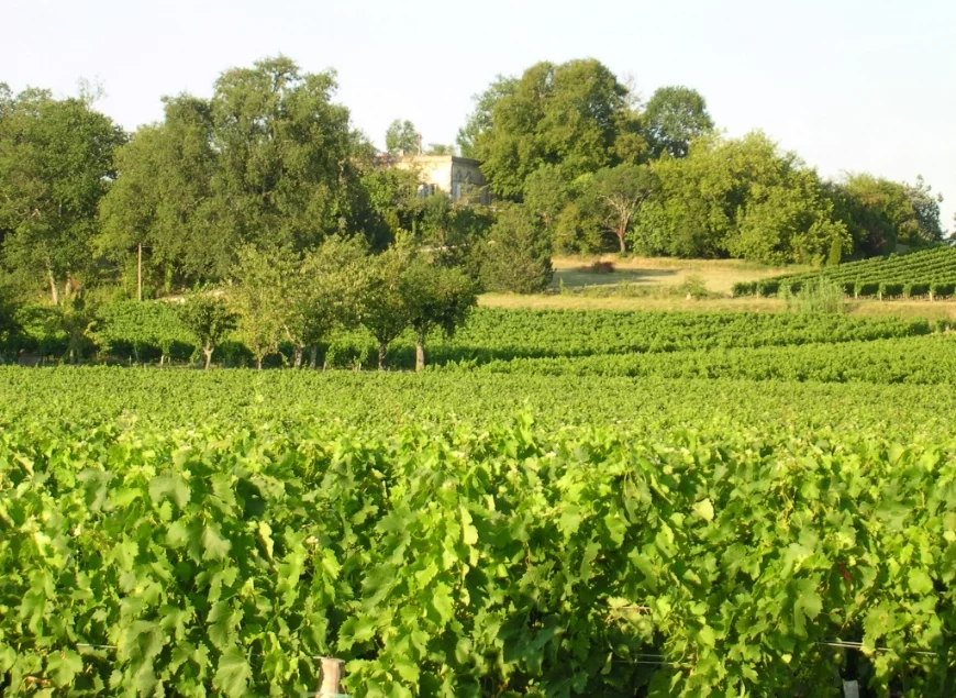 Château la Roseraie — photo 2