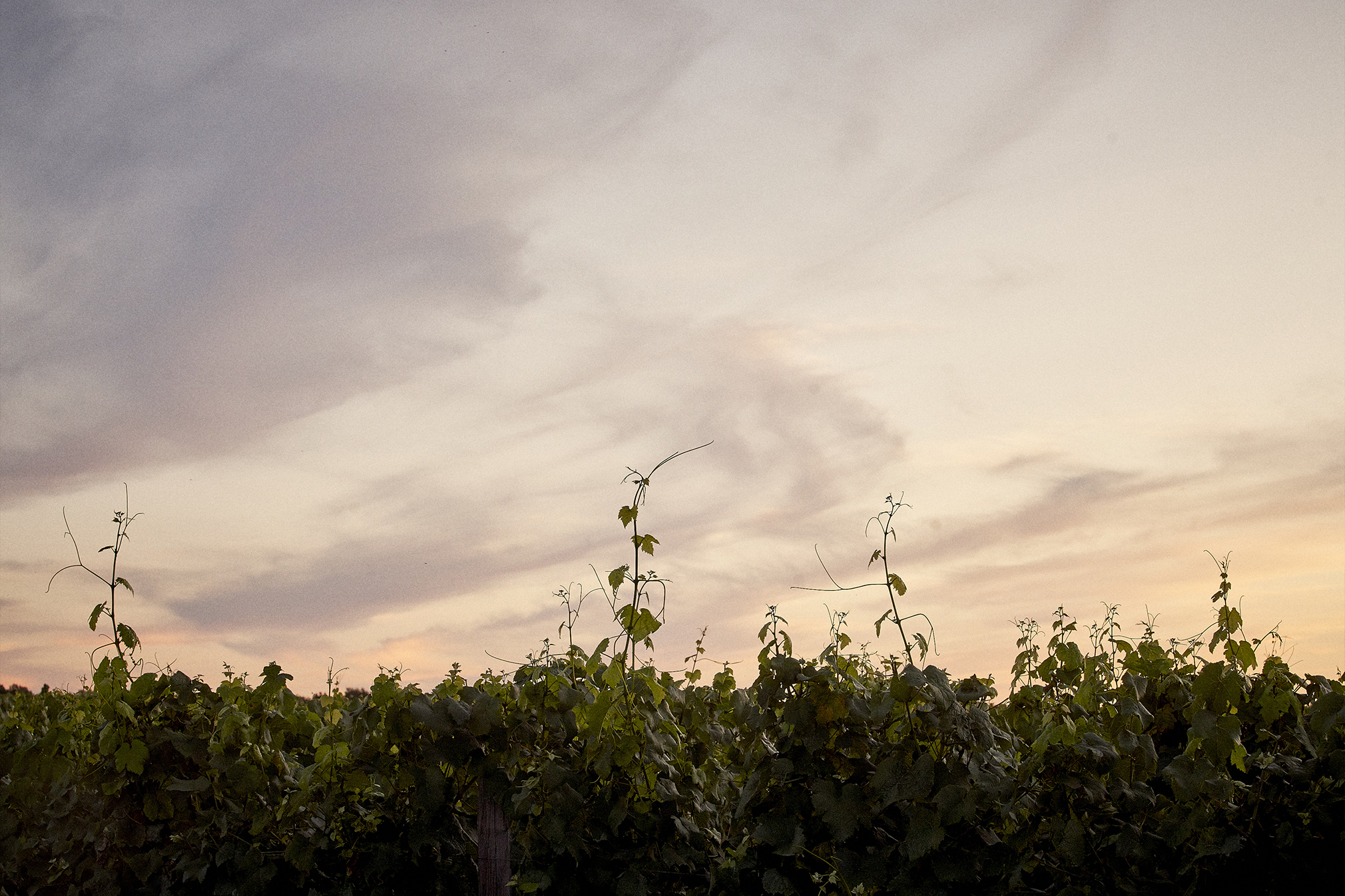 Château Pichon Longueville Comtesse de Lalande - Pauillac