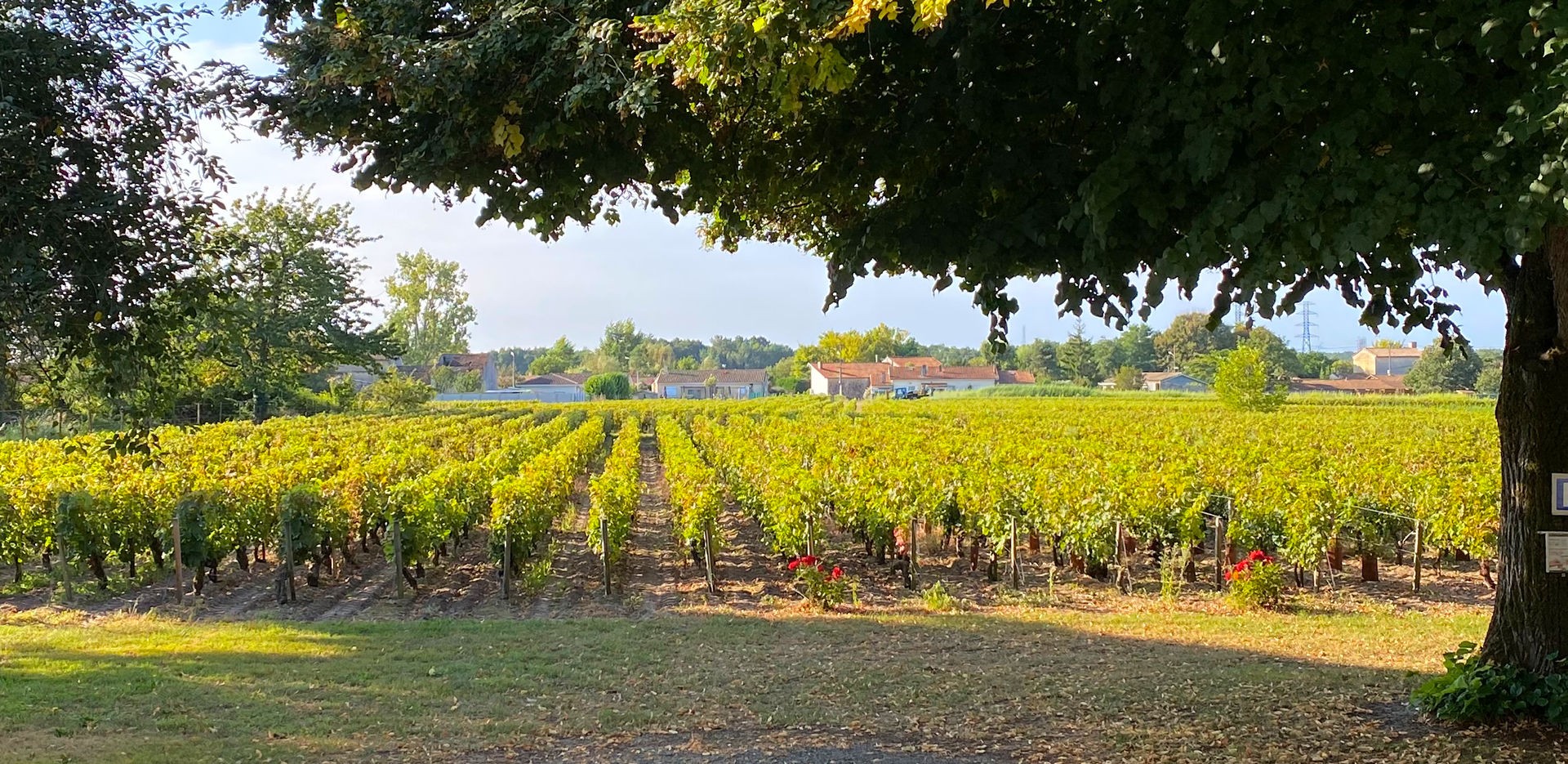 Château d'Osmond - Haut-Médoc