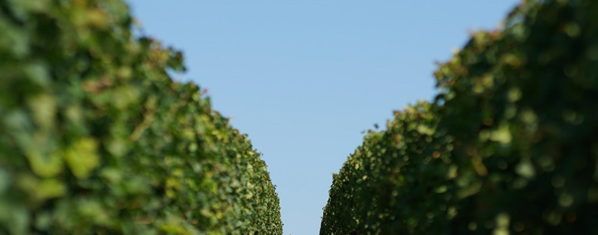 Château Bélair-Monange — photo 9