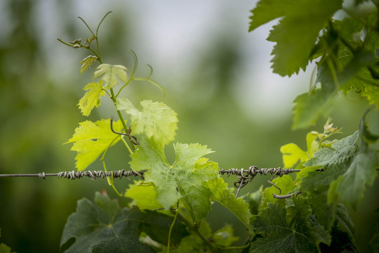 Histoire Vignobles JP Garde, domaine du Grand Ormeau