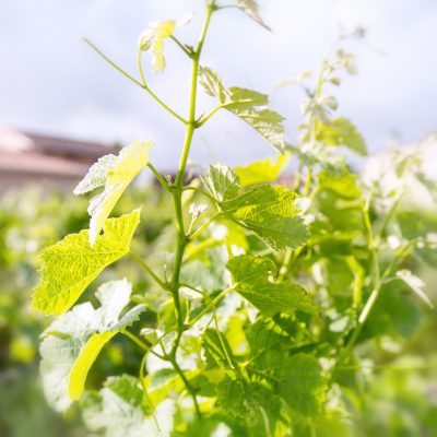 Vignobles Bourdillas