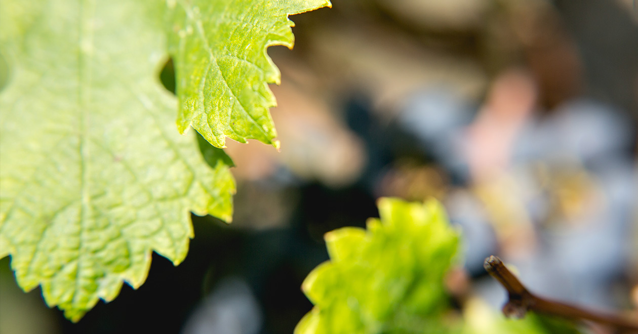 Vignobles Bourdillas — photo 3