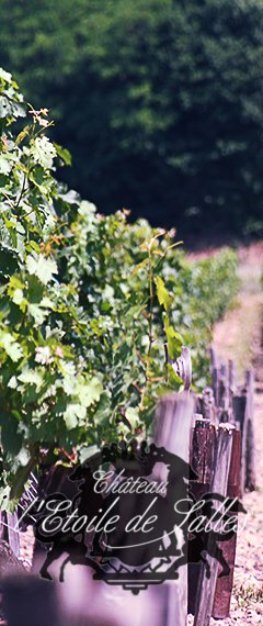 Side_terroir