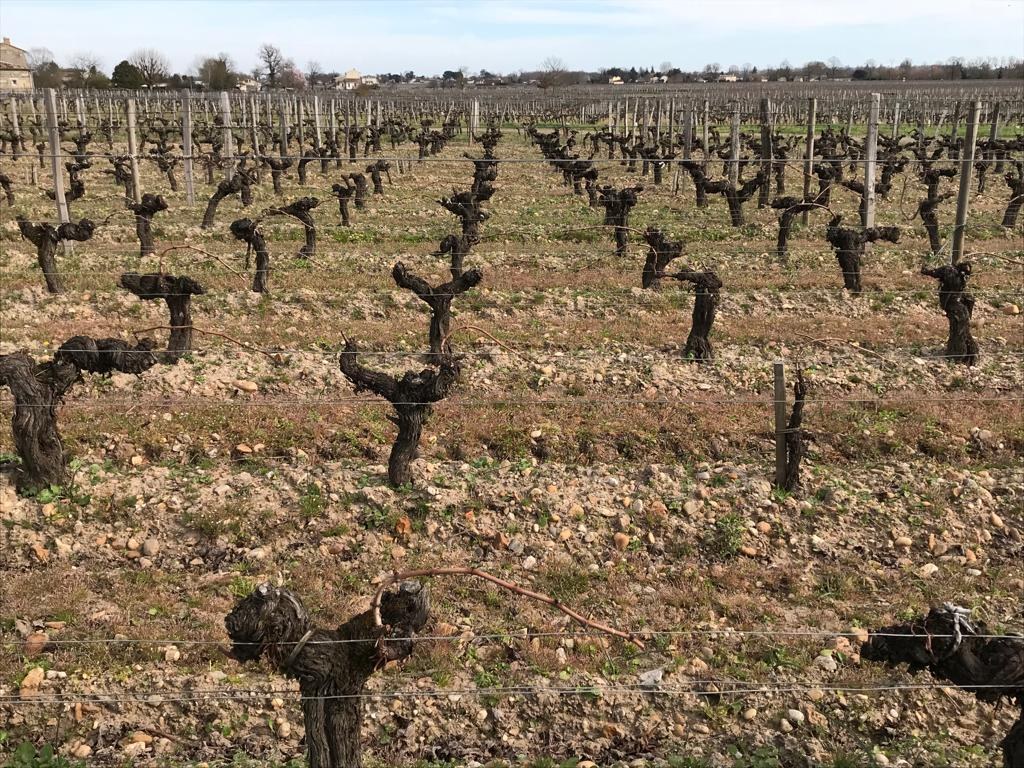 Les vignes en hiver après la taille