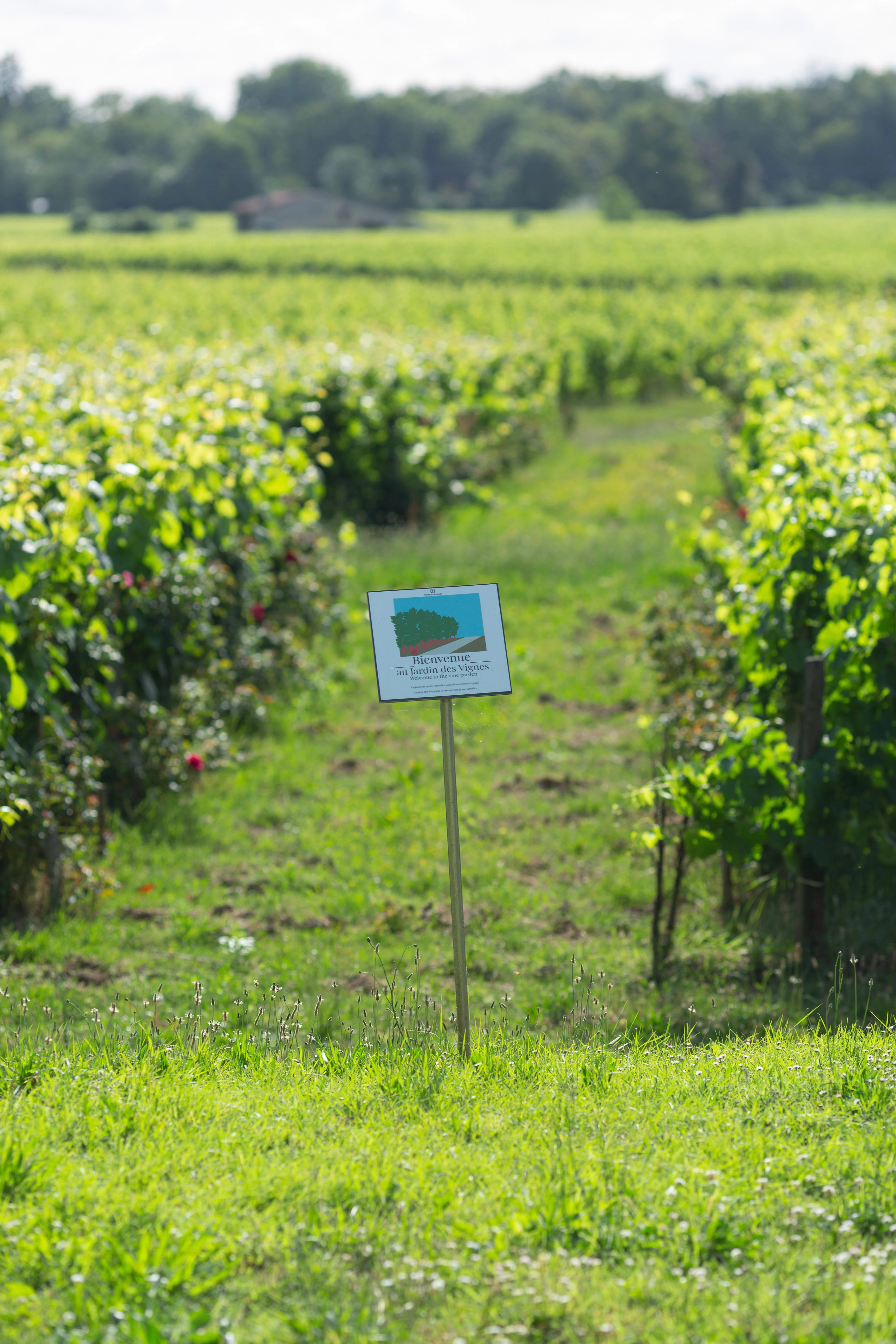 Château Haut-Chaigneau - Lalande-de-Pomerol