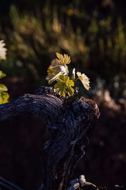 Jeune pousse de vigne