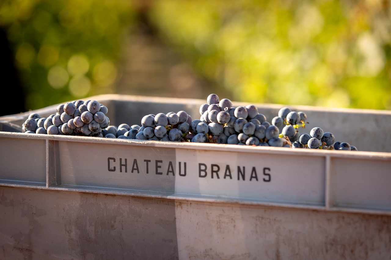 Château Branas Grand Poujeaux — photo 5