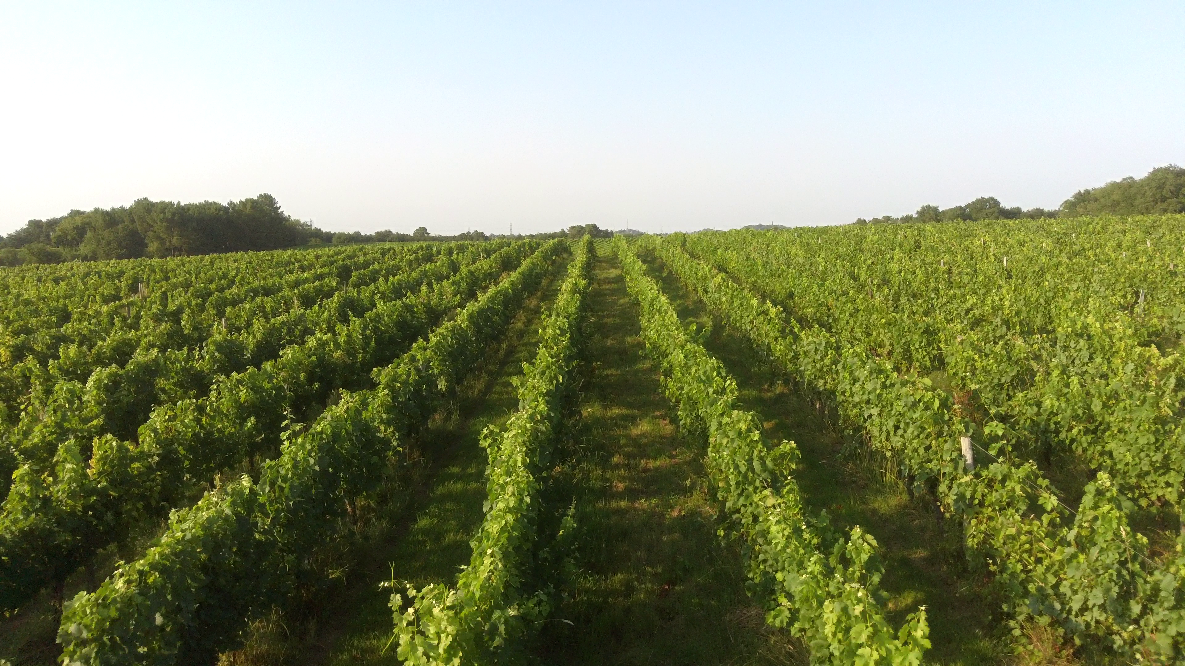 Château Franc Cardinal — photo 5