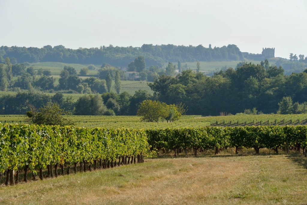 Château Franc Cardinal — photo 6