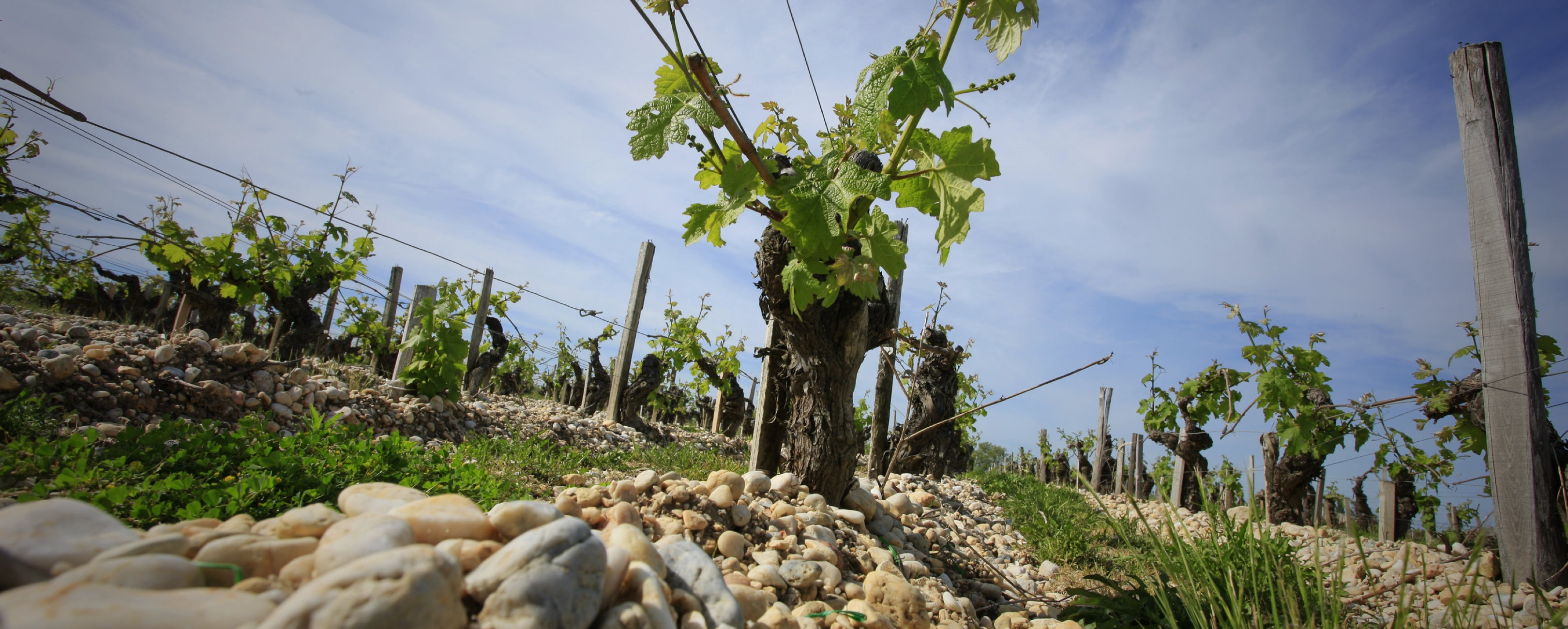 Château Mareil - Médoc