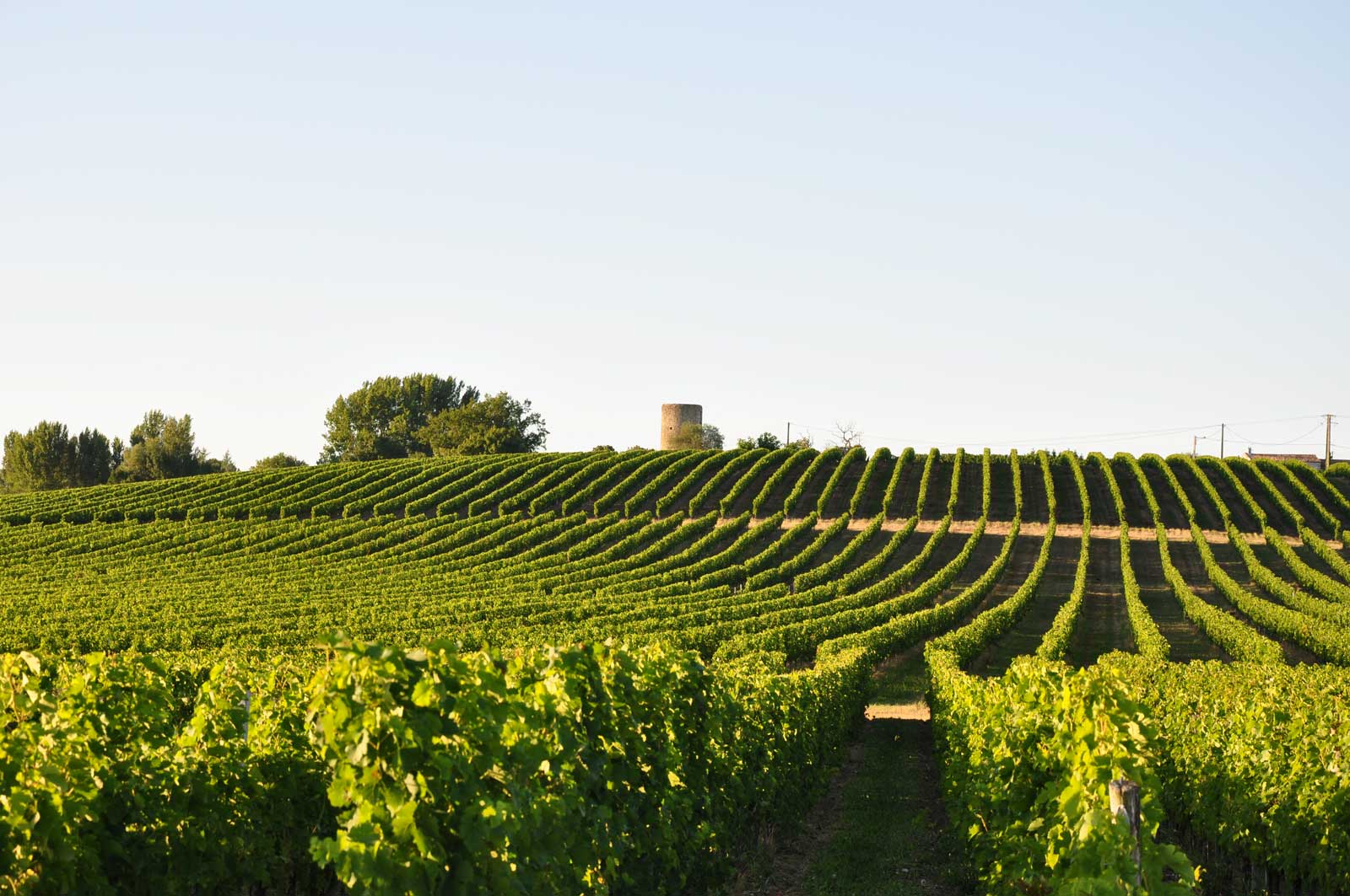 Domaine des Graves d'Ardonneau — photo 4