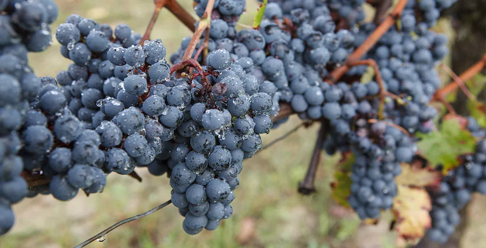 Domaine du Cheval Blanc