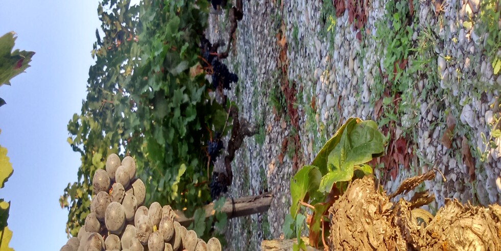Domaine de Couquereau — photo 6