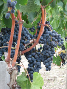 Domaine de Couquereau — photo 10