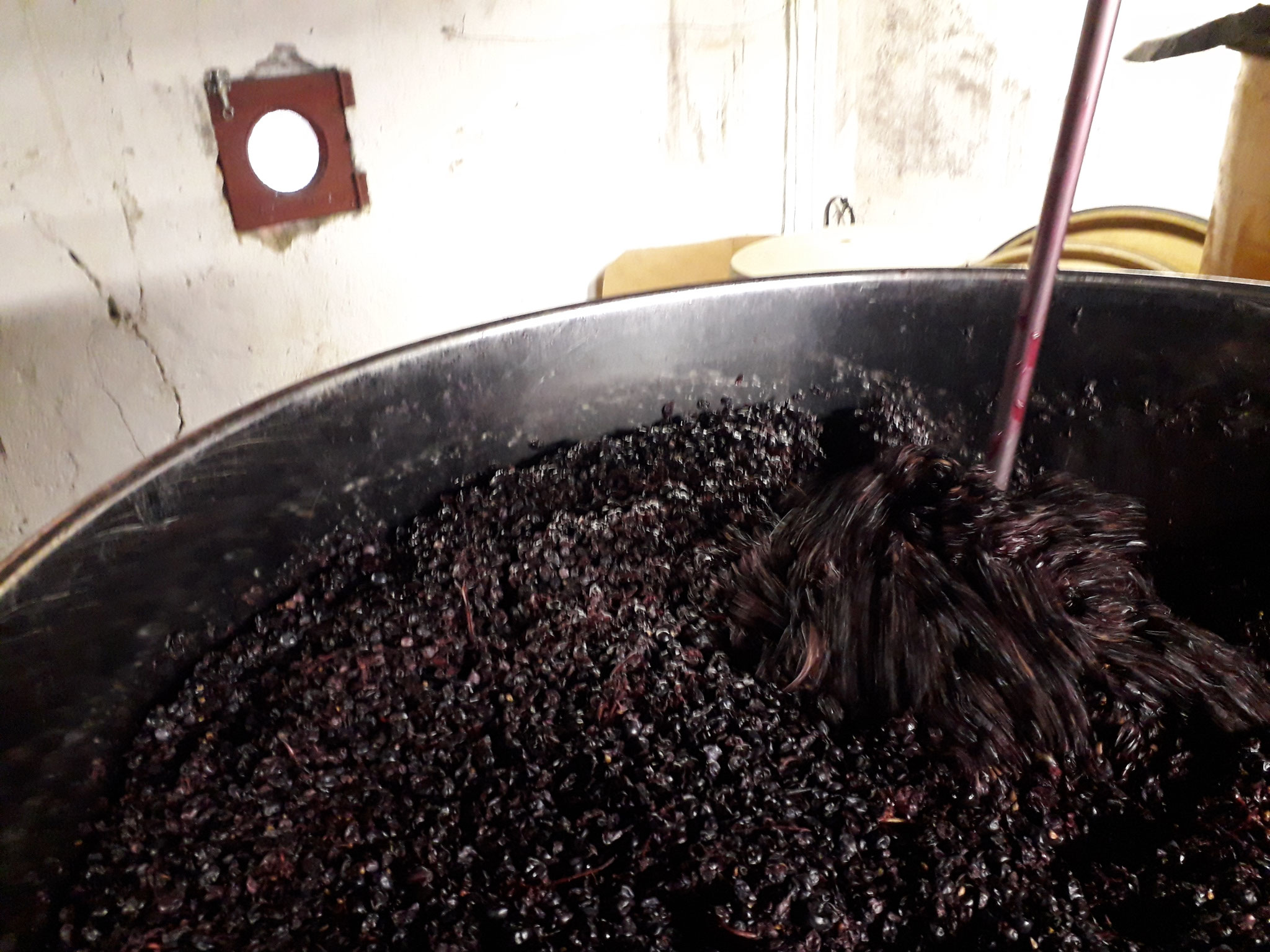 Fermentation alcoolique en cours,,, le pigeage aide à la diffusion dans le jus, de la couleur et des tanins présents dans la pellicule du raisin...