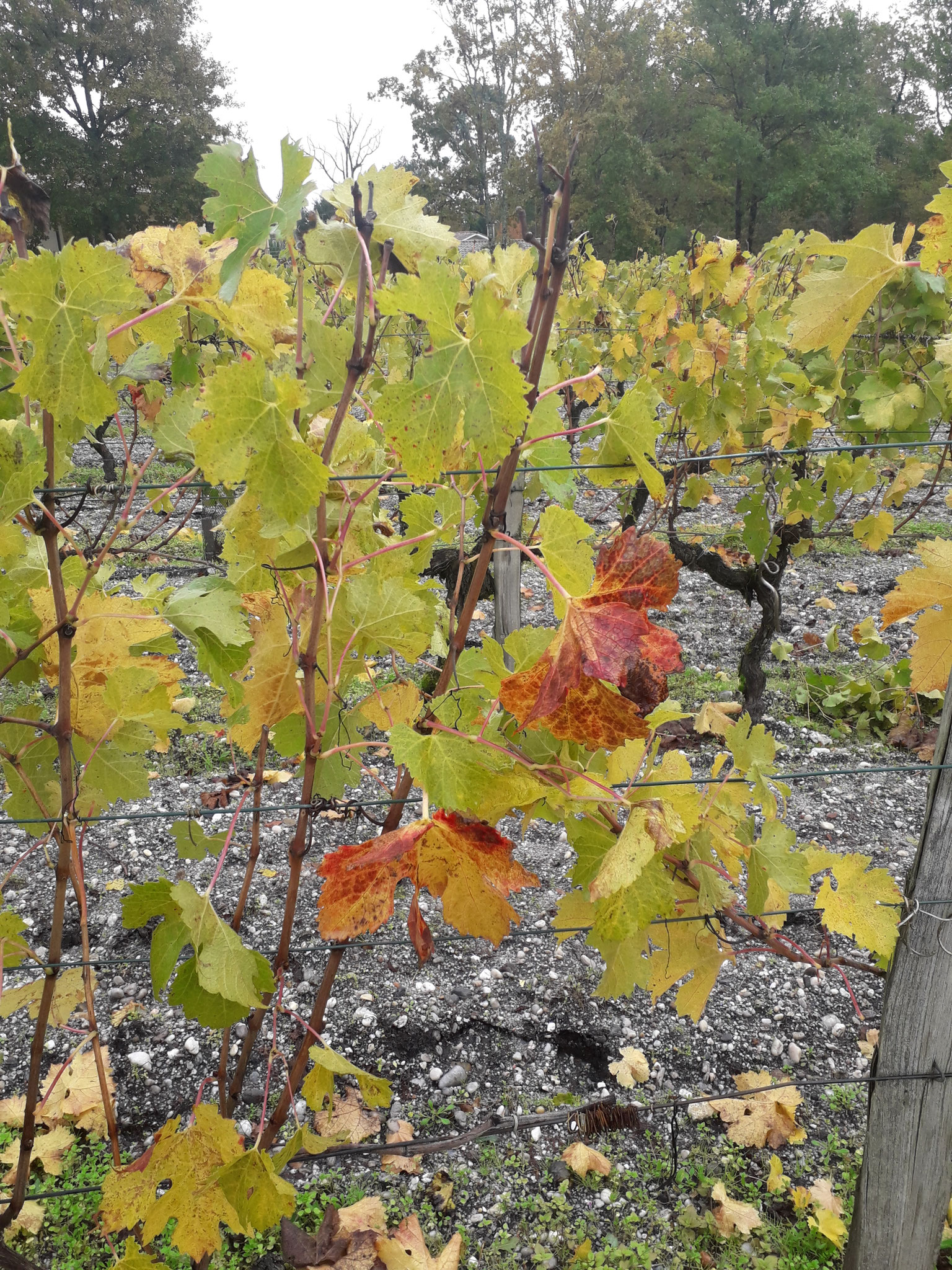 couleur d'automne dans les vignes de couquereau...