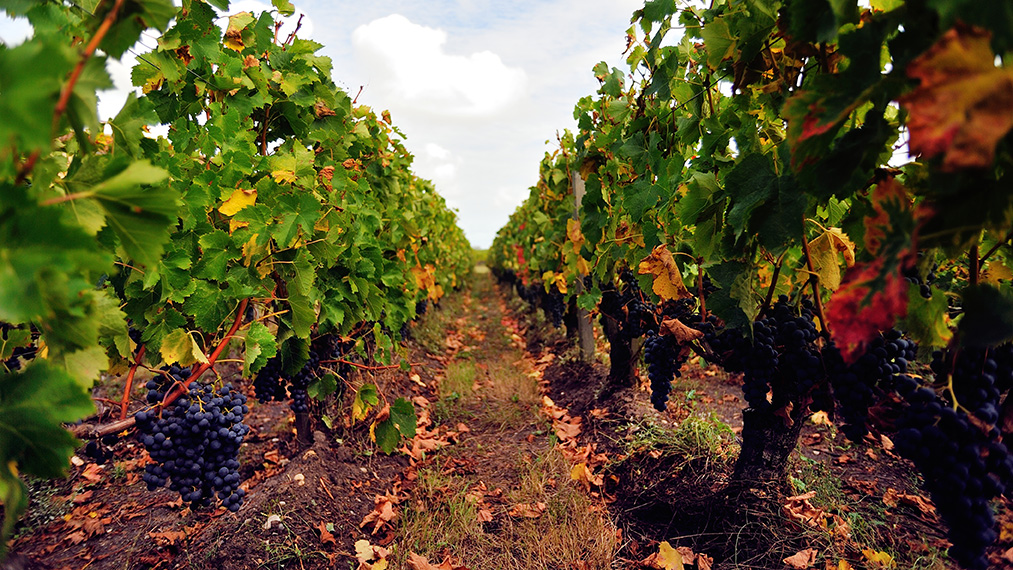 Vignobles des Quatre Vents — photo principale