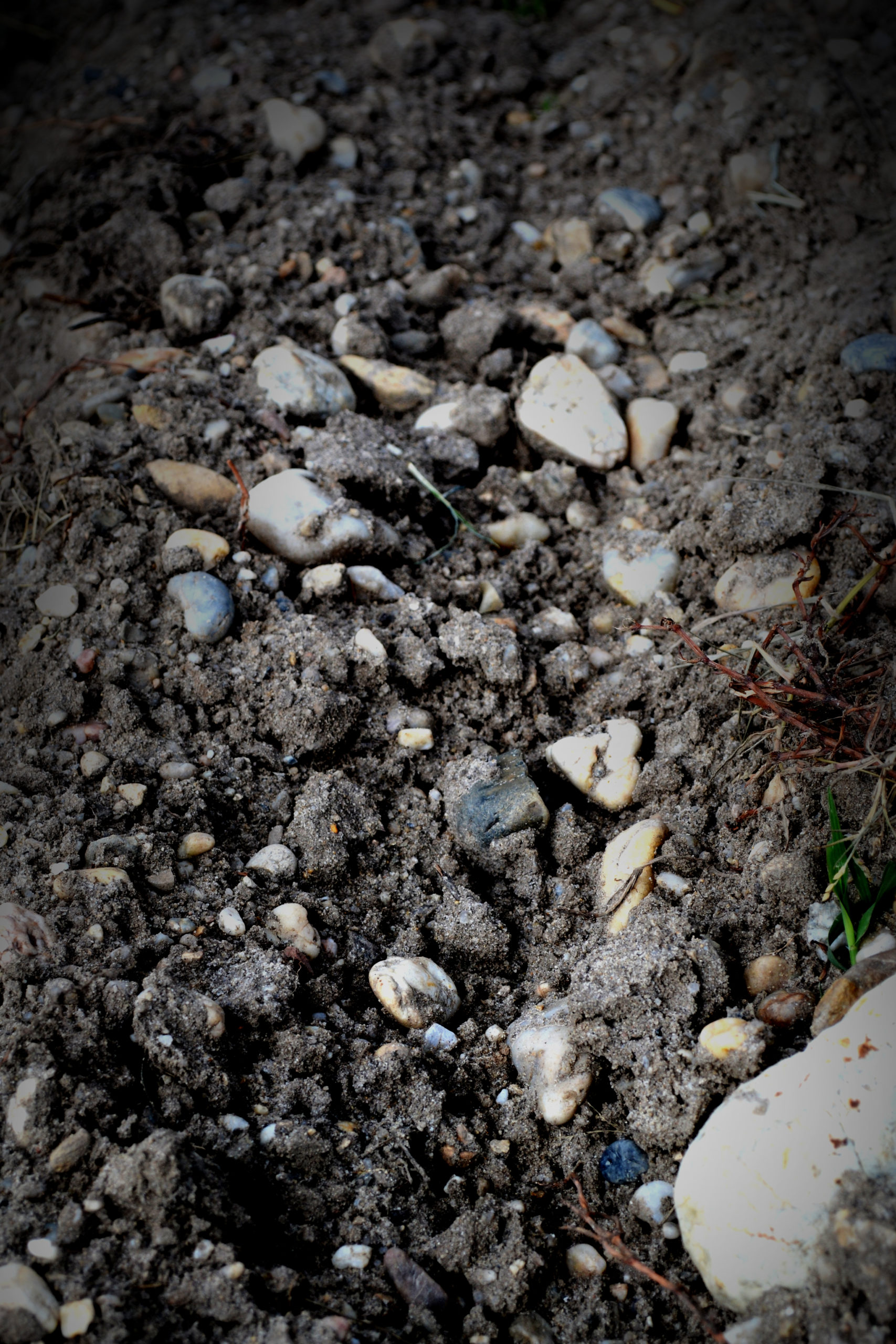 Vignobles des Quatre Vents — photo 3