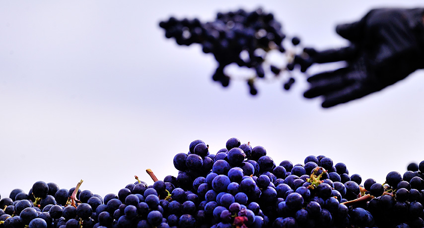 Vignobles des Quatre Vents — photo 4
