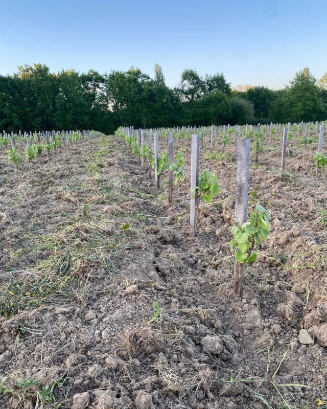 Aujourd’hui nous avons tiré les cavaillons dans notre nouvelle parcelle de malbec! 😃Cela consiste à retirer toute l’herbe autour des jeunes pied de vignes ! Cette actions se fait entièrement à la main avec un tire cavaillon ! Mal de dos assuré!!😅Voici un petit avant après ! #bordeaux #vin #wine #cavaillon #tirerlescavaillons #malbec #plant #plante #boulot #piote #piote #travaildelavigne #mai