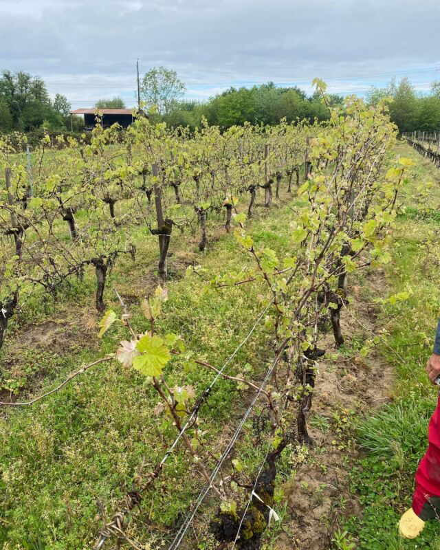 Et voilà la taille est enfin finie à Piote !😀 Nous avons taillé tard afin de diminuer au maximum les risques des gels!🥶 C’est notre premier travail de l’année sur les ceps de vignes 👌#chateaudepiote #bordeaux #taille #tailledelavigne #vigne #gel #froid #virginieaubrion #aubrion #tailletardive #valdevirvée #wine