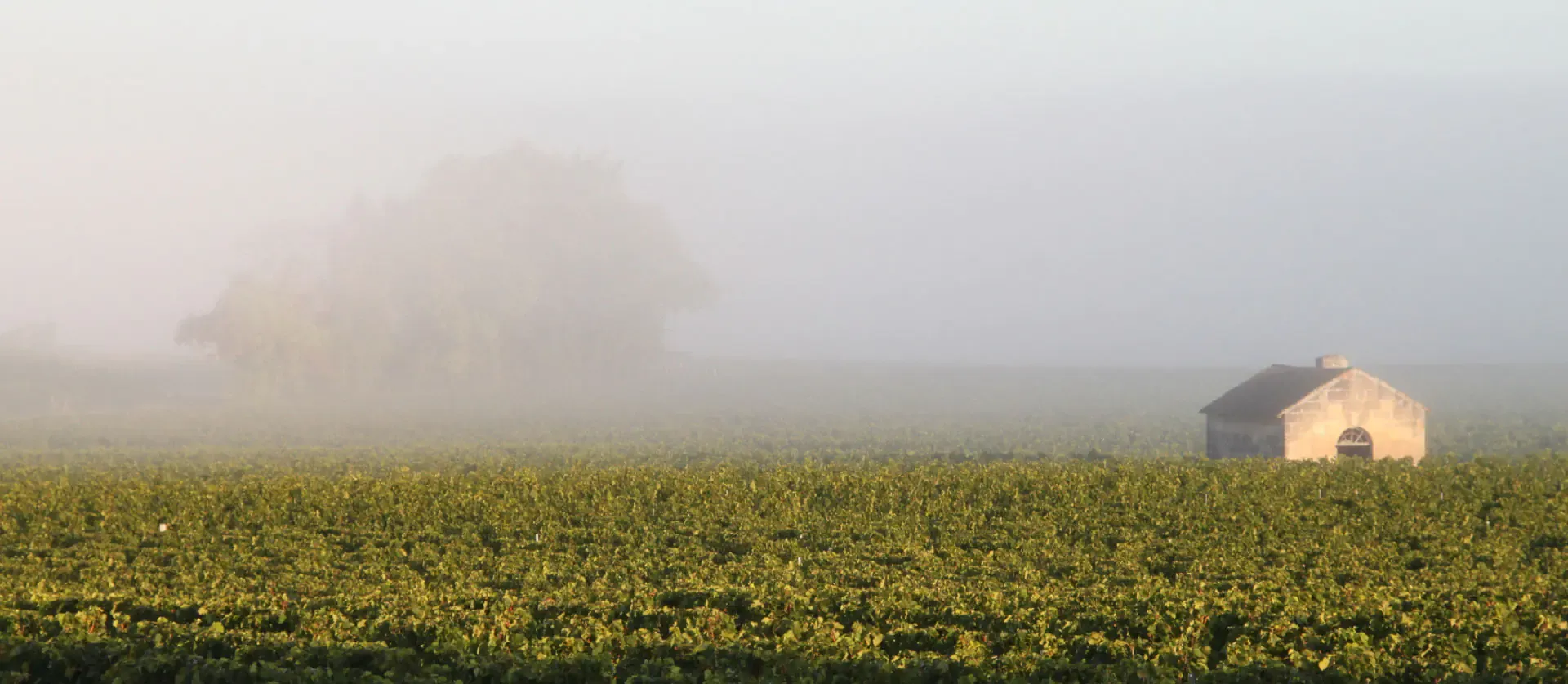 Vignoble silvestrini <span> depuis 1958 </span>