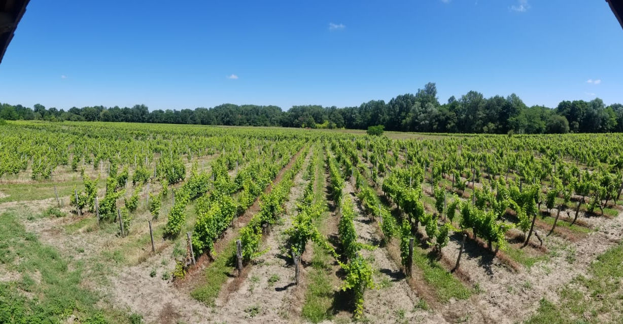 Château Sirio
