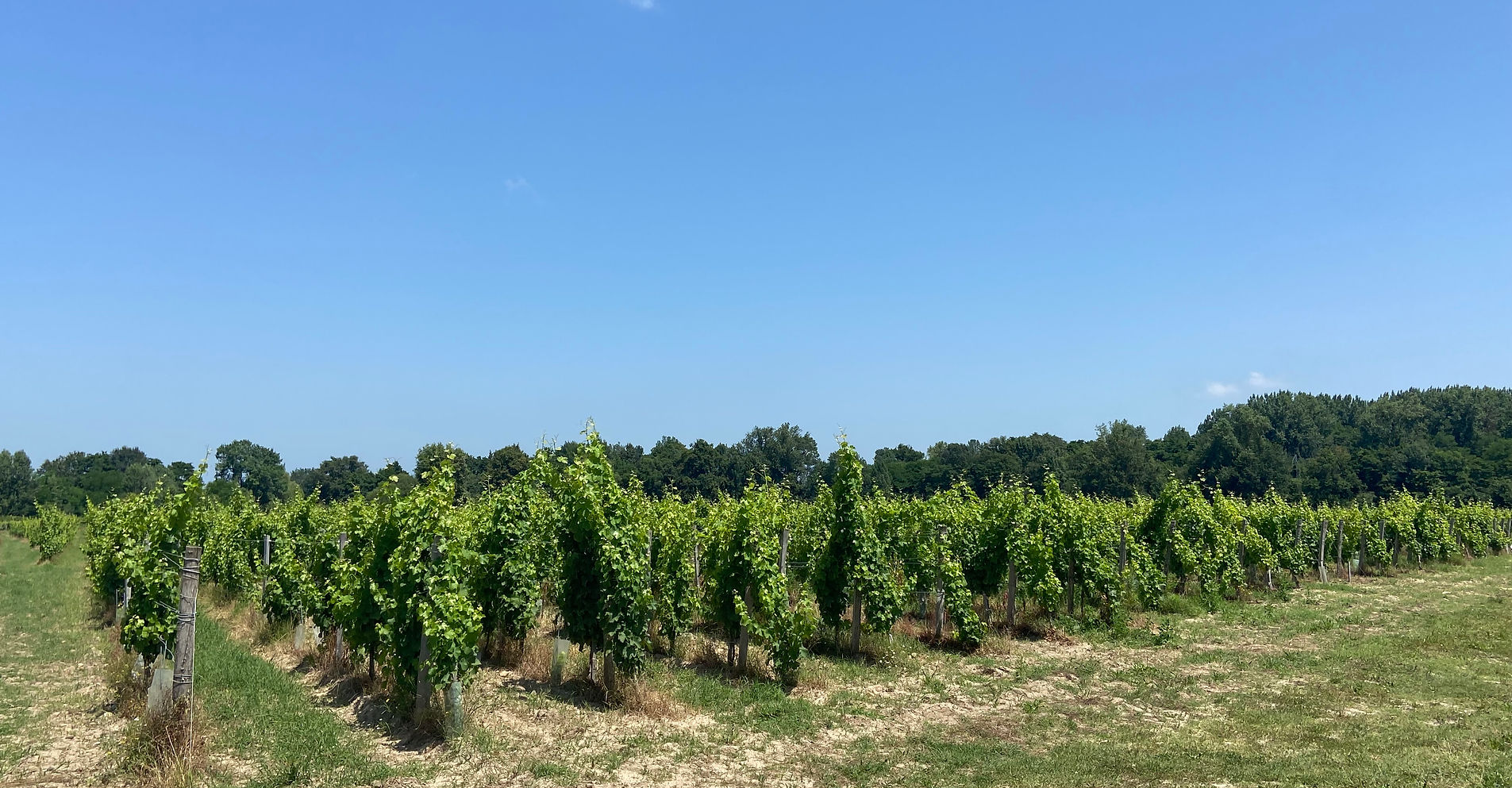 Château Sirio — photo 7