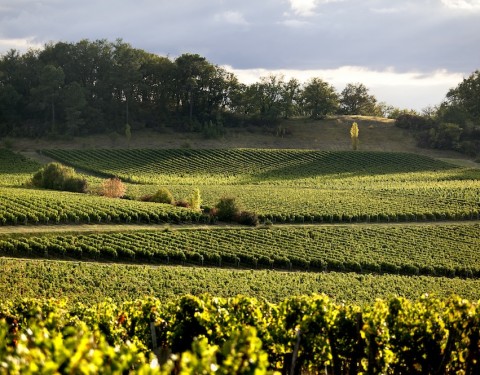 Vignobles Hermouet — photo 2