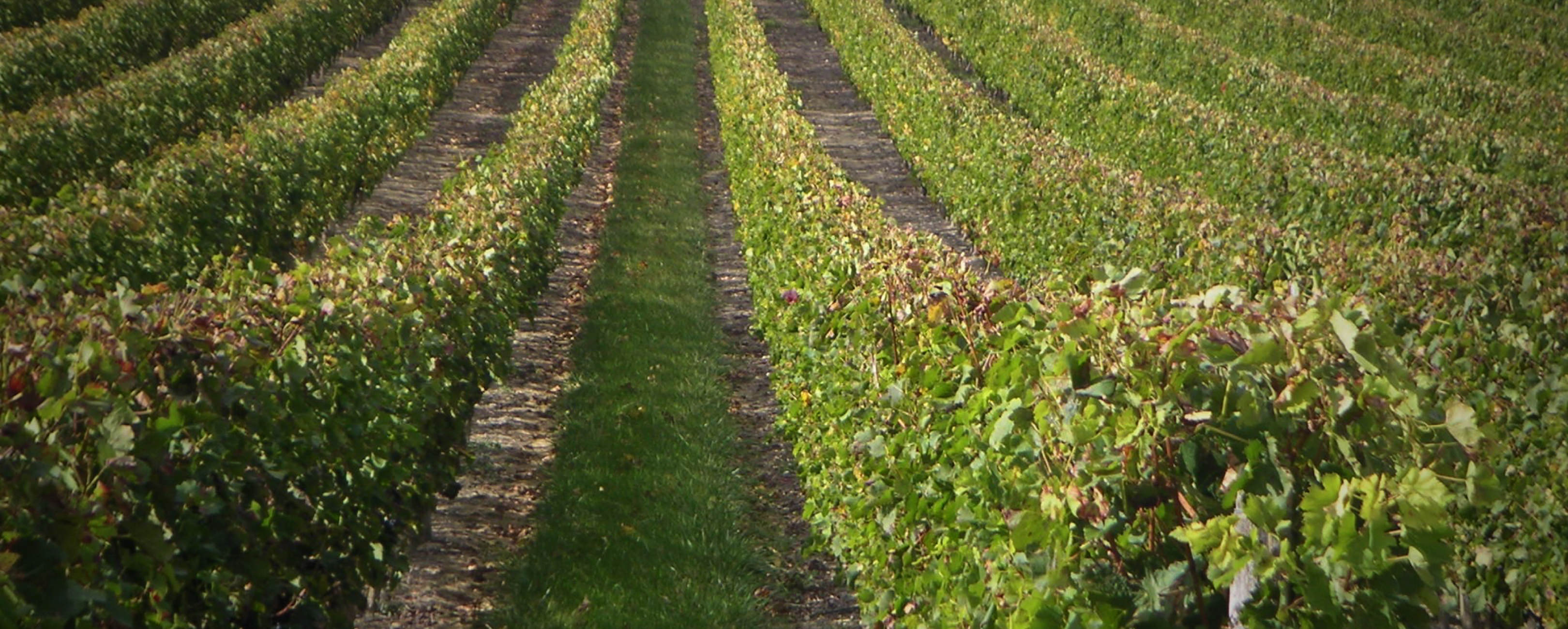 Château Bejac Romelys - Médoc
