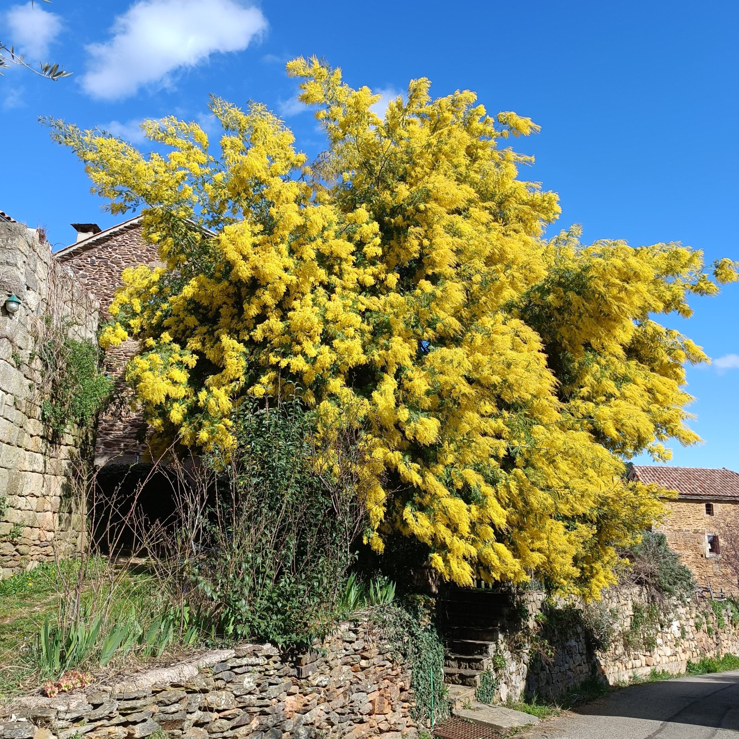 Château Faugères — photo 4