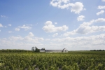 Château Brillette - Vignoble