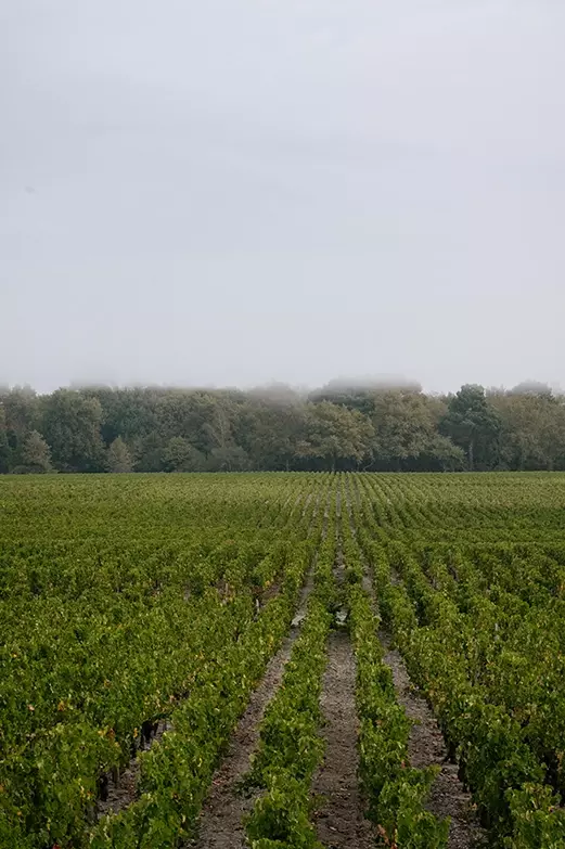 Domaine de Chevalier — photo 4